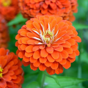 100 Giant Zinnia "Orange King" Flower Seeds