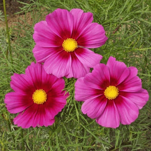 300 "Passion Mix" Cosmos Flower Seeds