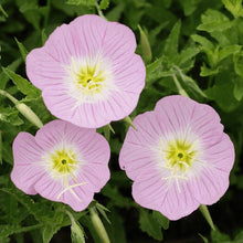 Load image into Gallery viewer, 1000+ Showy Evening Primrose Flower Seeds
