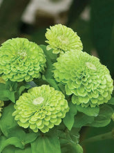 Load image into Gallery viewer, 100 Giant Zinnia &quot;Envy&quot; Green Flower Seeds
