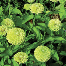 Load image into Gallery viewer, 100 Giant Zinnia &quot;Envy&quot; Green Flower Seeds
