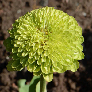 100 Giant Zinnia "Envy" Green Flower Seeds