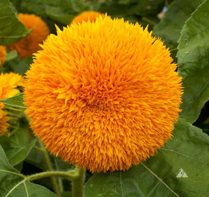 30 "Sungold" Dwarf Yellow Sunflower Seeds