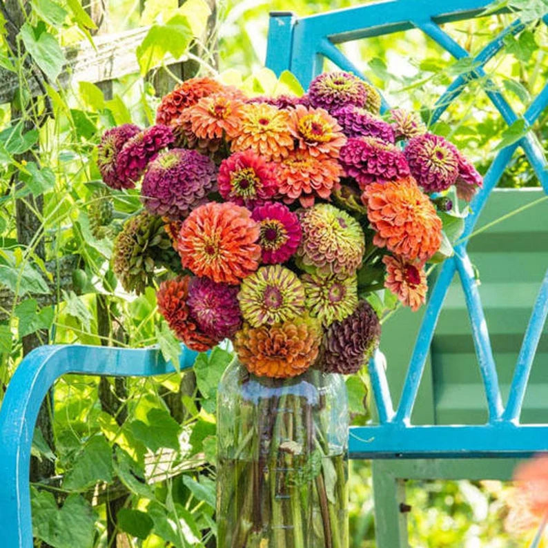 zinnia flower seed mix 25 Queen Lime Zinnia Mixed Color Flower Seeds