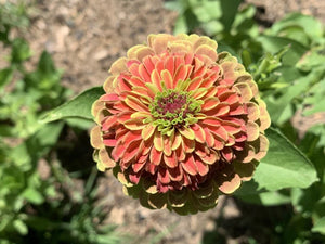 25 Queen Lime Zinnia Mixed Color Flower Seeds