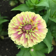 Load image into Gallery viewer, 25 Queen Lime Zinnia Mixed Color Flower Seeds
