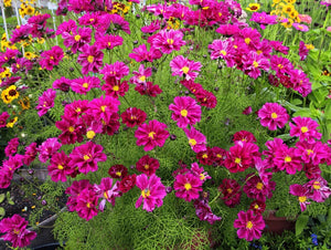 25 Double Click Cranberry Cosmos Flower Seeds