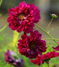Load image into Gallery viewer, 25 Double Click Cranberry Cosmos Flower Seeds
