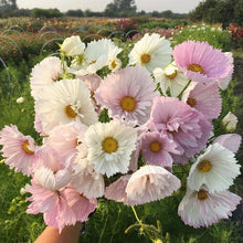 Load image into Gallery viewer, 25 Cupcakes Blush Cosmos Flower Seeds
