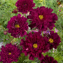 Load image into Gallery viewer, 25 Double Click Cranberry Cosmos Flower Seeds
