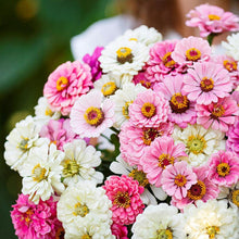 Load image into Gallery viewer, 100 &quot;Pastel Mix&quot; Zinnia Flower Seeds
