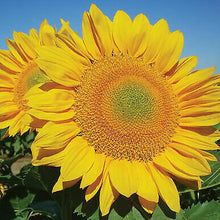 Load image into Gallery viewer, 25 Procut Gold Lite Sunflower Seeds
