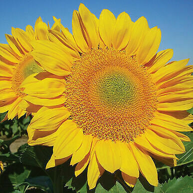 25 Procut Gold Lite Sunflower Seeds