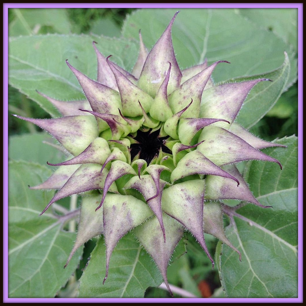 25 SunFill Purple Sunflower Seeds