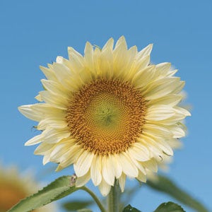 20 Procut White Lite Sunflower Seeds