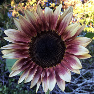 pro cut flower seeds 25 Procut Plum Sunflower Seeds