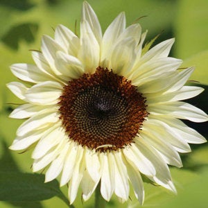 white sunflower seeds for planting 20 Procut White Nite Sunflower Seeds