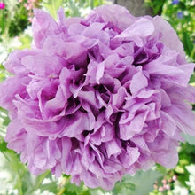 Load image into Gallery viewer, 500 Double Peony Poppy Flower Seeds
