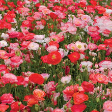 Load image into Gallery viewer, 300 Falling in Love Poppy Flower Seeds
