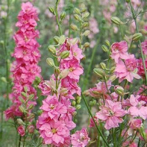 100 QIS Rose Larkspur Flower Seeds