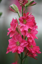 Load image into Gallery viewer, 100 QIS Rose Larkspur Flower Seeds
