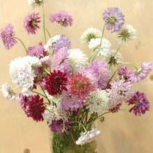 Load image into Gallery viewer, 50 Mixed Color Scabiosa / Pincushion Flower Seeds
