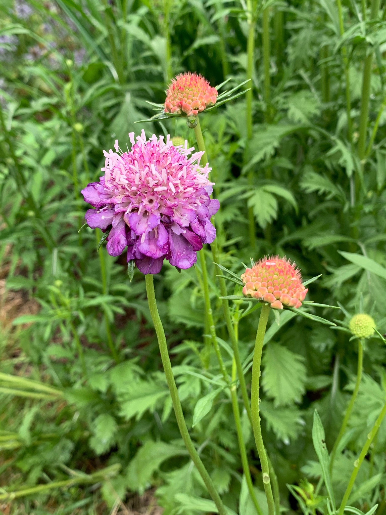 pincushion plant seeds 50 Mixed Color Scabiosa / Pincushion Flower Seeds