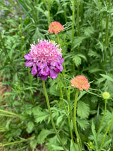 Load image into Gallery viewer, 50 Mixed Color Scabiosa / Pincushion Flower Seeds
