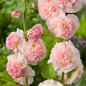 25 Chaters Double Salmon Hollyhock Flower Seeds