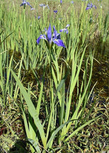 Load image into Gallery viewer, 50 Wild Blue Iris Flower Seeds
