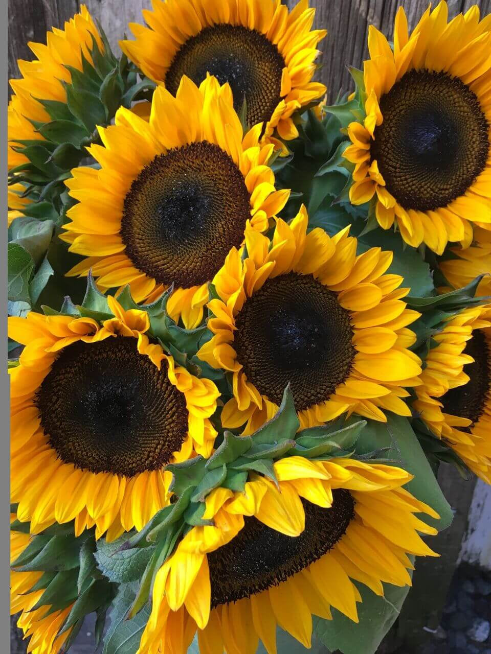 25 Procut Orange Sunflower Seeds – New Hill Farms