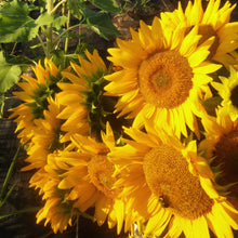 Load image into Gallery viewer, 25 Procut Gold Lite Sunflower Seeds
