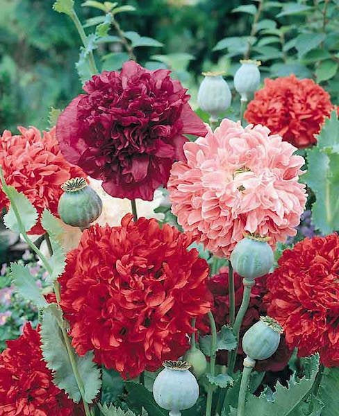 poppy flower and seeds 300 Double Peony Poppy Flower Seeds