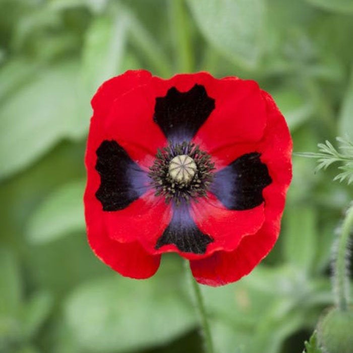 100 Lady Bird Poppy Flower Seeds – New Hill Farms