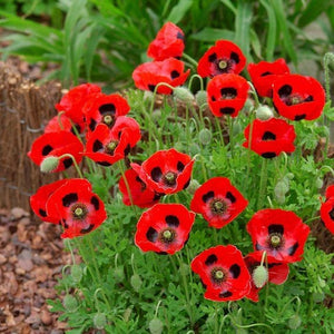 100 Lady Bird Poppy Flower Seeds