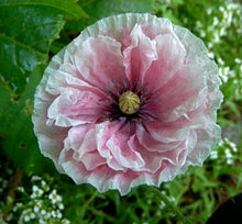 Load image into Gallery viewer, 100 Angel&#39;s Choir Poppy Flower Seeds
