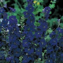 Load image into Gallery viewer, 100 QIS Dark Blue Larkspur Flower Seeds
