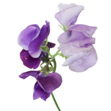 Load image into Gallery viewer, 25 Royal Lavender Sweet Pea Flower Seeds
