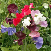 Load image into Gallery viewer, 50 Royal Mix Sweet Pea Flower Seeds
