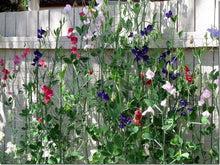 Load image into Gallery viewer, 40 Royal Mix Sweet Pea Flower Seeds
