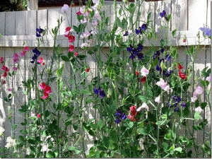 50 Royal Mix Sweet Pea Flower Seeds