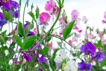 Load image into Gallery viewer, 40 Royal Mix Sweet Pea Flower Seeds
