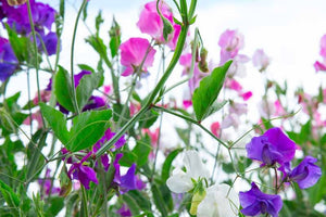 50 Royal Mix Sweet Pea Flower Seeds