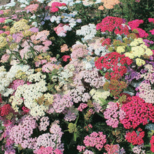 Load image into Gallery viewer, 50 &quot;Colorado&quot; Pastel Mix Yarrow Flower Seeds
