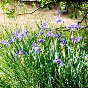 50 Wild Blue Iris Flower Seeds
