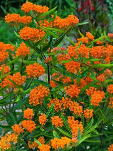 50 Orange Butterfly Weed Flower Seeds