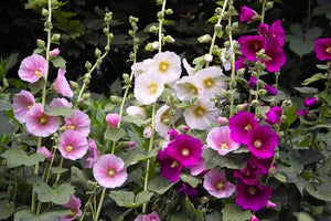 50 Indian Spring Heirloom Hollyhock Flower Seeds