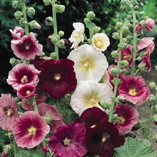 Load image into Gallery viewer, 50 Indian Spring Heirloom Hollyhock Flower Seeds

