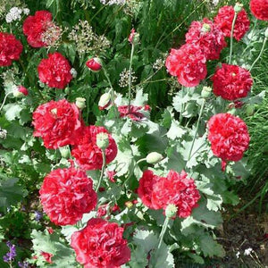 500 Red Double Peony Poppy Flower Seeds