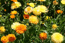 Load image into Gallery viewer, 200 Calendula Pacific Beauty Mix
